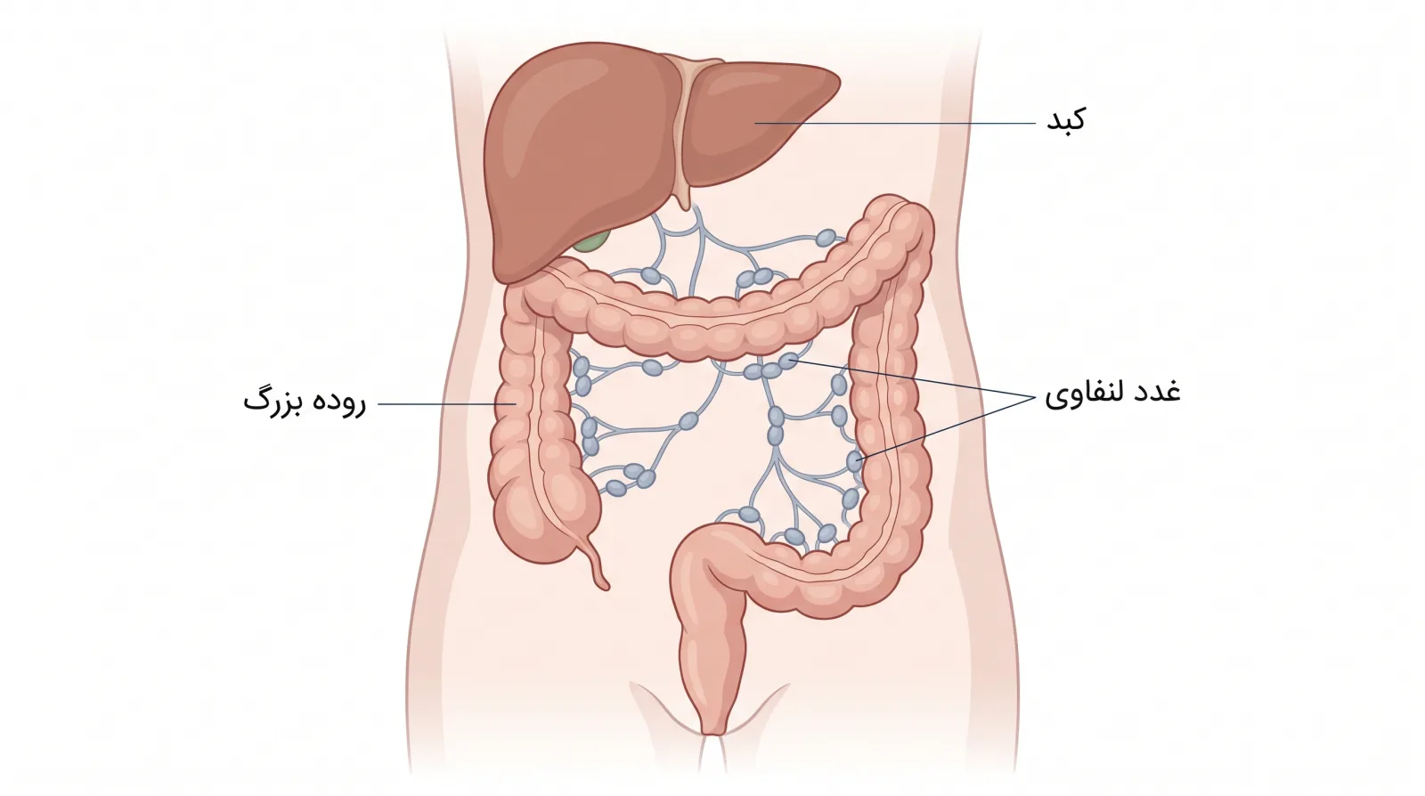 ایلوستریشن روده بزرگ و غدد لنفاوی در بررسی متاستاز سرطان روده